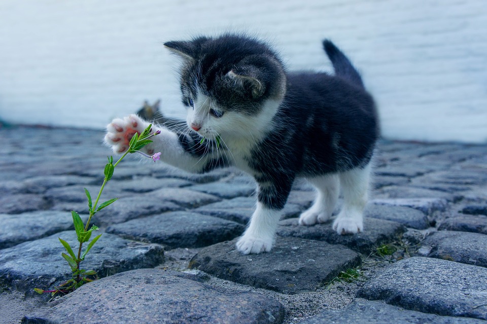 5 Activities Cats Love to Engage in Whenever They Can